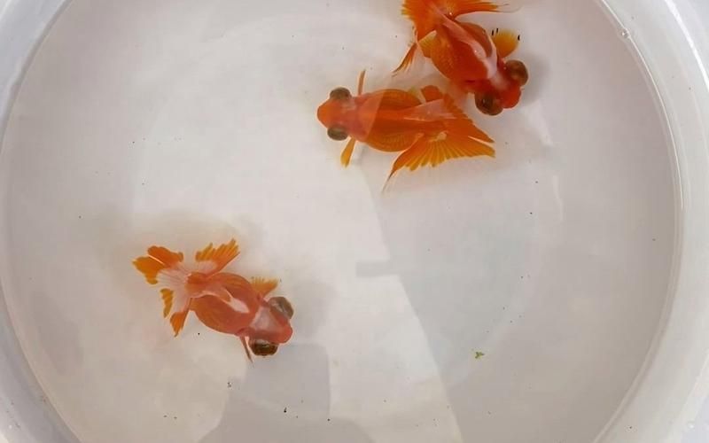 蝶尾金魚的價(jià)格走勢如何，蝶尾金魚的價(jià)格走勢