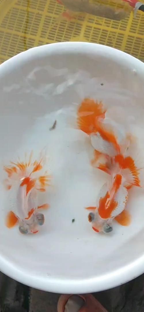 蝶尾金魚的價(jià)格走勢如何，蝶尾金魚的價(jià)格走勢
