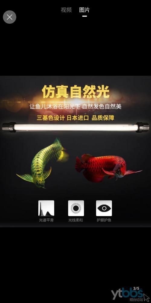 龍魚缸用什么顏色的燈管最顯高檔？，高端龍魚燈品牌對比表，幫你快速鎖定最適合你魚缸的那一款