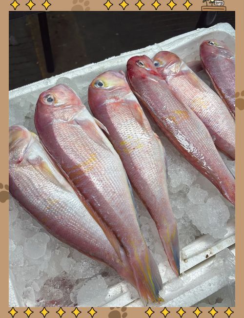 馬古龍魚和馬國龍有什么區(qū)別？，“馬古龍魚”和“馬古龍魚”和“馬國龍”有什么區(qū)別