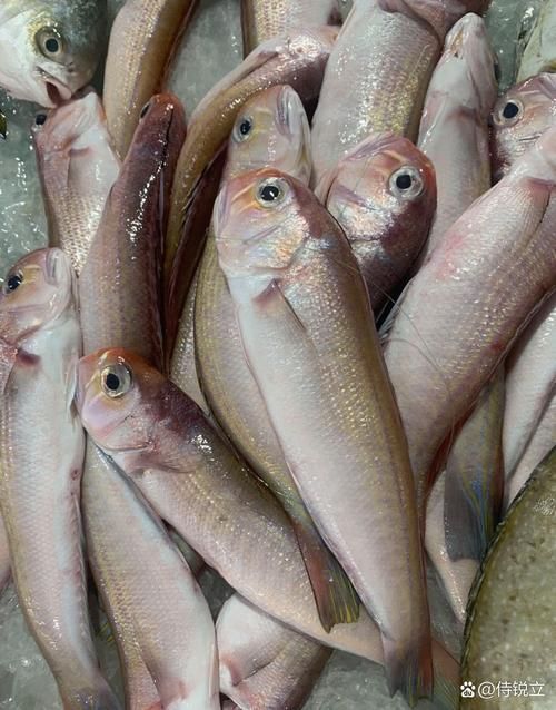 馬古龍魚和馬國龍有什么區(qū)別？，“馬古龍魚”和“馬古龍魚”和“馬國龍”有什么區(qū)別