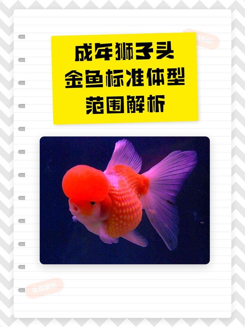 金魚(yú)6cm能長(zhǎng)到20厘米嗎，6厘米的金魚(yú)能長(zhǎng)到20厘米嗎