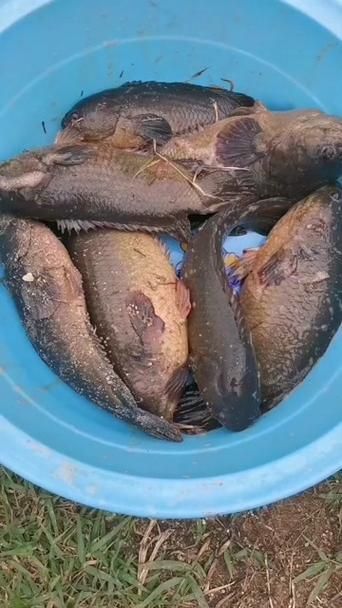 曼龍魚(yú)在哪些地區(qū)有食用歷史，曼龍魚(yú)在東南亞地區(qū)有食用歷史的食用歷史和食用歷史