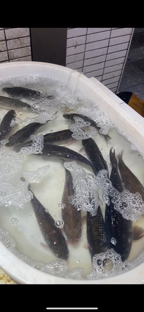 曼龍魚(yú)在哪些地區(qū)有食用歷史，曼龍魚(yú)在東南亞地區(qū)有食用歷史的食用歷史和食用歷史