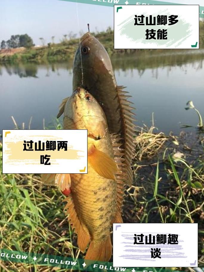 曼龍魚(yú)在哪些地區(qū)有食用歷史，曼龍魚(yú)在東南亞地區(qū)有食用歷史的食用歷史和食用歷史