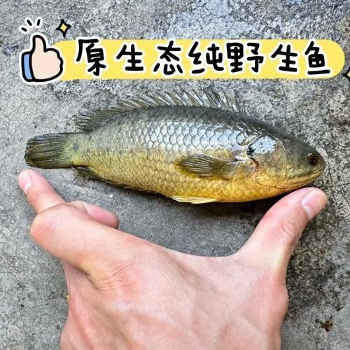 曼龍魚(yú)在哪些地區(qū)有食用歷史，曼龍魚(yú)在東南亞地區(qū)有食用歷史的食用歷史和食用歷史