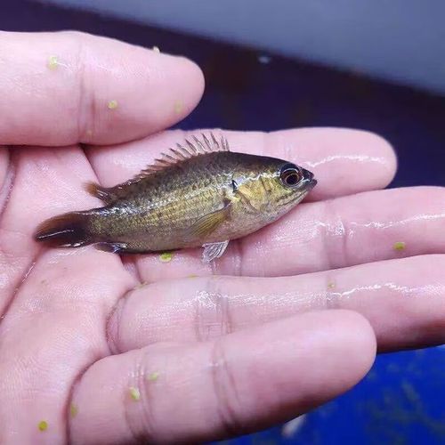 曼龍魚(yú)在哪些地區(qū)有食用歷史，曼龍魚(yú)在東南亞地區(qū)有食用歷史的食用歷史和食用歷史