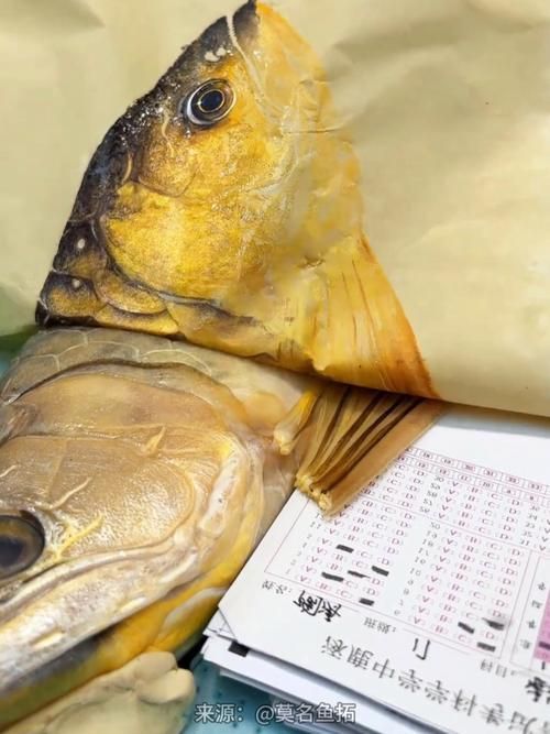 有哪些知名的金龍魚壁紙設計師，金龍魚壁紙設計師