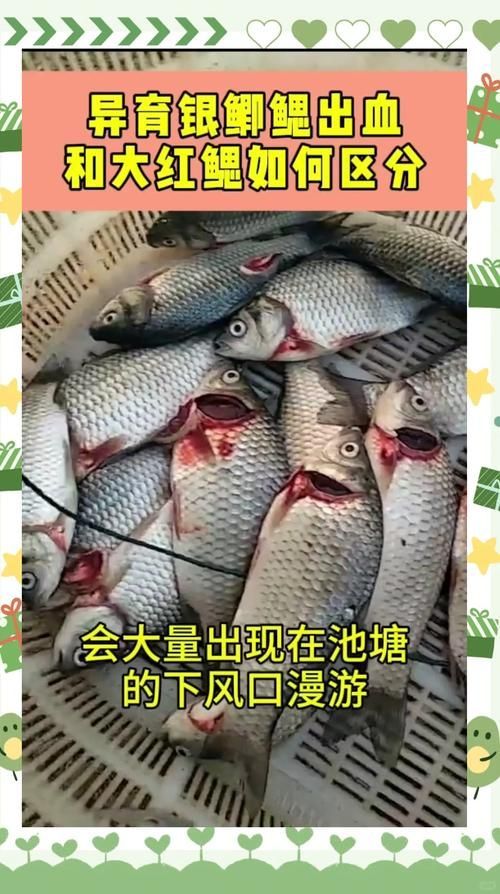 如何預防魚鰓充血，arxiv論文助手arxiv論文助手arxiv論文助手