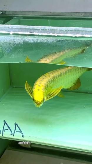 金頭過背金龍魚的養殖技術有哪些，金頭過背金龍魚養殖技術