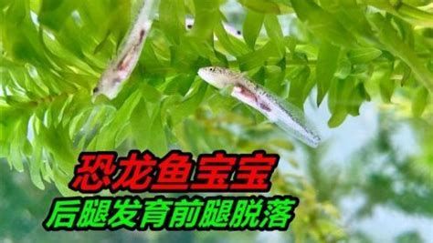 恐龍魚腹水是什么原因，恐龍魚腹水是什么原因恐龍魚腹水是什么原因恐龍魚腹水癥狀圖解