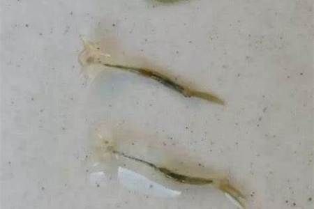如何判斷龍魚甩頭是內寄還是外寄，arxiv論文助手判斷龍魚甩頭是內外寄生蟲感染還是外寄