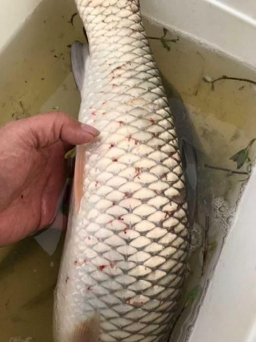 如何判斷龍魚甩頭是內寄還是外寄，arxiv論文助手判斷龍魚甩頭是內外寄生蟲感染還是外寄