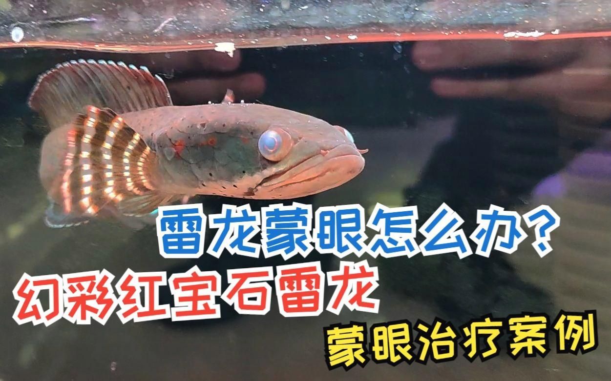 龍魚蒙眼痊愈后需要多久恢復，龍魚蒙眼痊愈后多久恢復，龍魚蒙眼痊愈后需要多久恢復