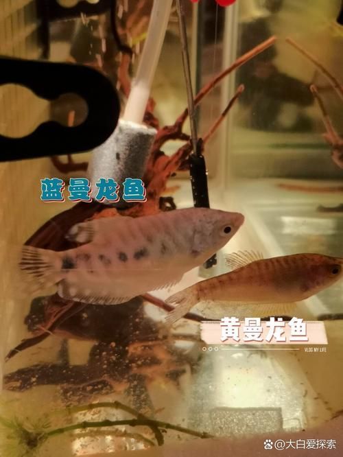 給我一張藍曼龍魚公母對照圖，一張藍曼龍魚公母對照圖，給我一張藍曼龍魚公母對照圖