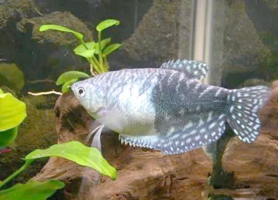 給我一張藍曼龍魚公母對照圖，一張藍曼龍魚公母對照圖，給我一張藍曼龍魚公母對照圖