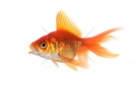 金魚在水面吧唧嘴特別響，金魚在水面吧唧嘴特別響怎么辦？