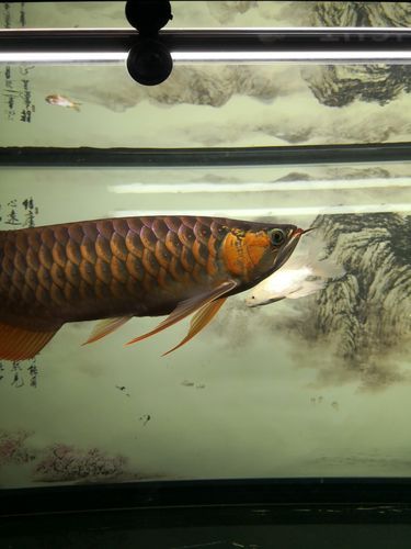 如何在龍魚吧發帖？，如何在龍魚吧發帖