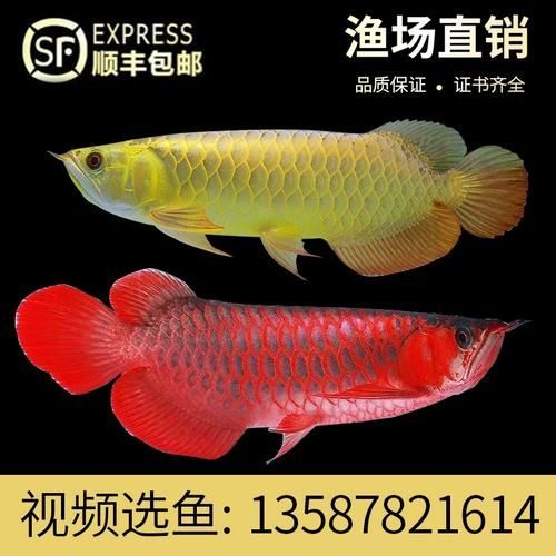 藍底紅龍魚的市場價格是多少？，藍底紅龍魚市場價格是多少藍底紅龍魚市場價格是多少