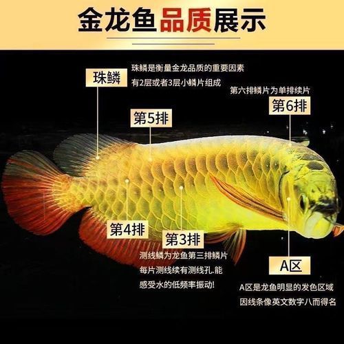 藍底紅龍魚的市場價格是多少？，藍底紅龍魚市場價格是多少藍底紅龍魚市場價格是多少