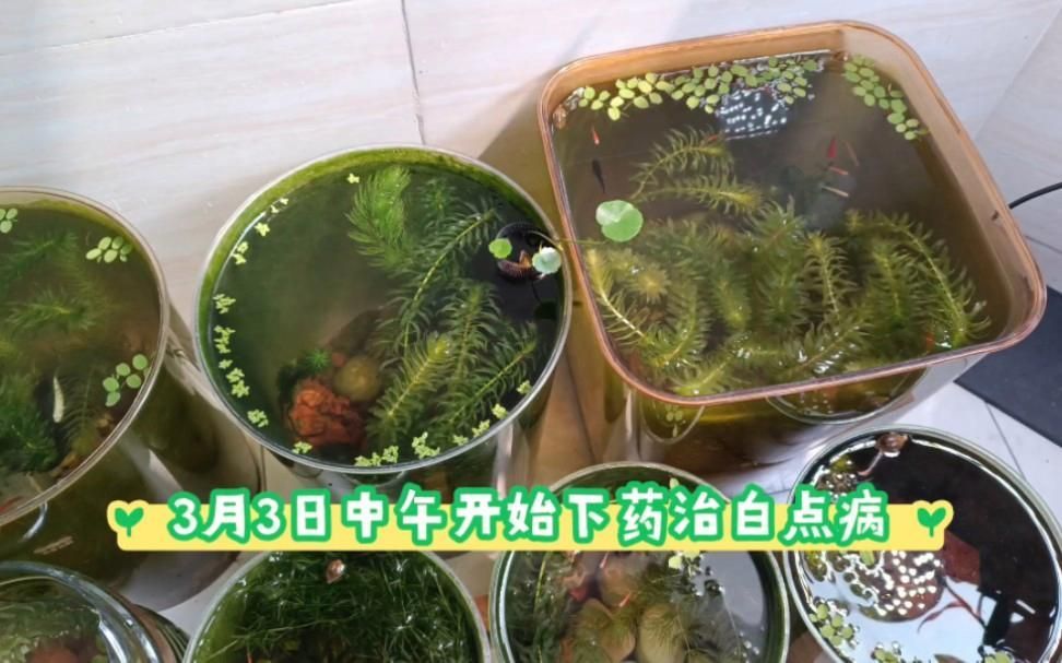 有哪些中藥可以促進龍魚斷須恢復，關于龍魚斷須恢復的一些問題