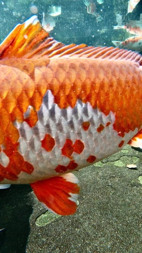 如何判斷金魚是否炸鱗，如何判斷金魚是否炸鱗病