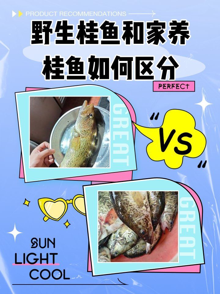 如何挑選新鮮的桂魚，如何挑選新鮮桂魚