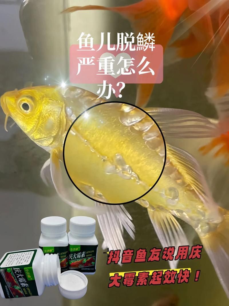 如何預防魚爛尾病的發生，如何預防魚爛尾病