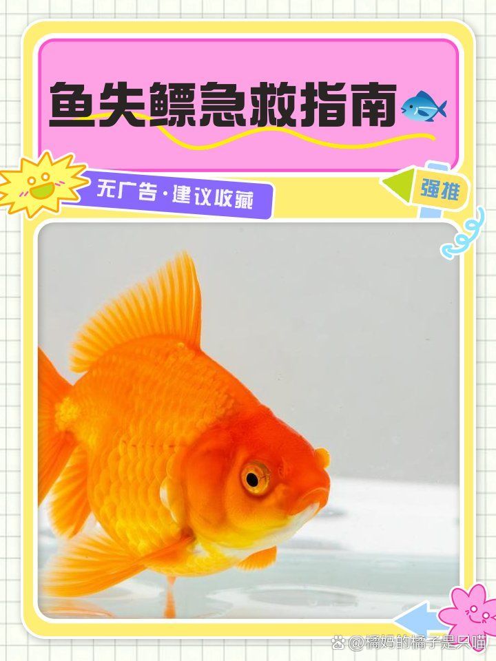 有哪些方法可以治療金魚的失鰾癥，如何治療金魚失鰾癥