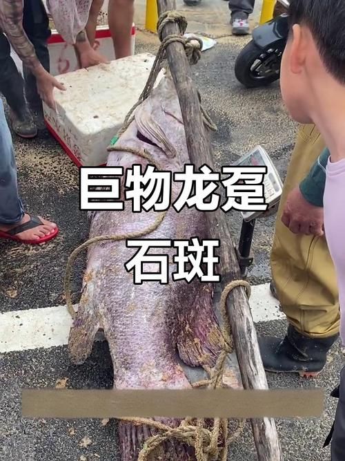 給我一些關于龍躉石斑的圖片