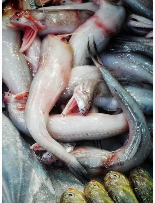 給我一些關于梅里斯達斡爾族龍魚的圖片，梅里斯達斡爾族龍魚是什么，