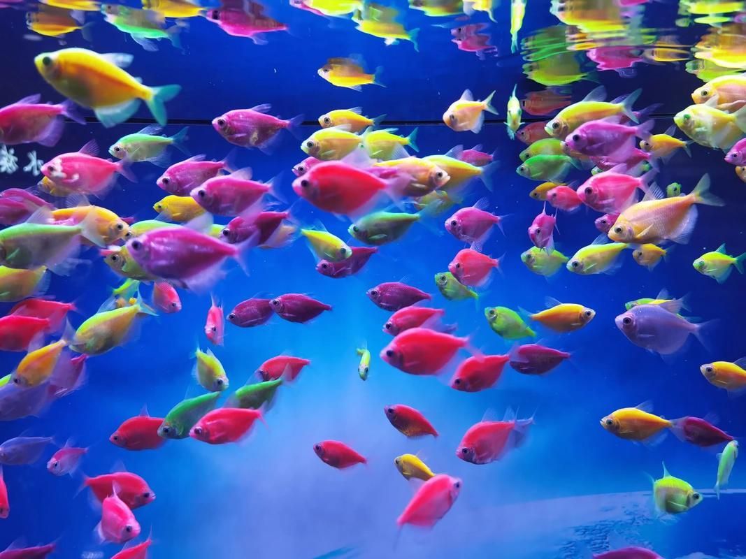 如何前往西安觀賞魚批發(fā)市場，前往西安觀賞魚批發(fā)市場的簡要指南