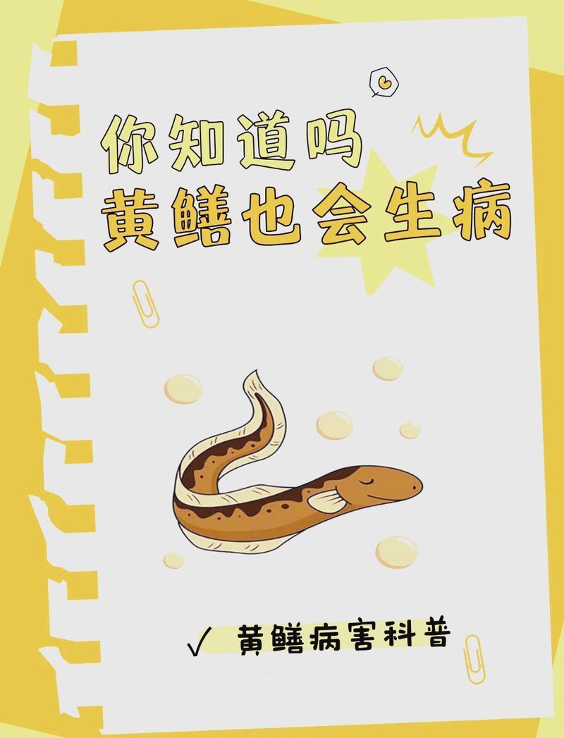 黃鱔養(yǎng)殖有哪些常見(jiàn)疾病，黃鱔養(yǎng)殖中常見(jiàn)的疾病防治指南（黃鱔養(yǎng)殖中常見(jiàn)疾病防治指南）