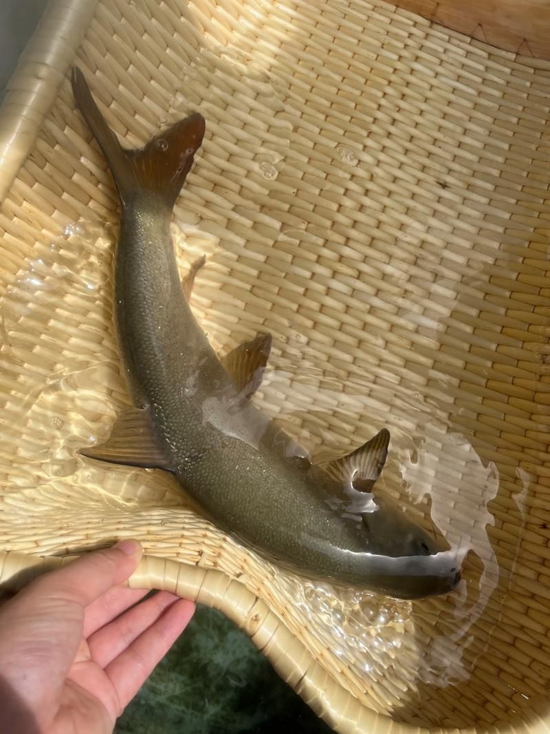 岷縣龍魚有哪些品種？，關于岷縣龍魚的認識