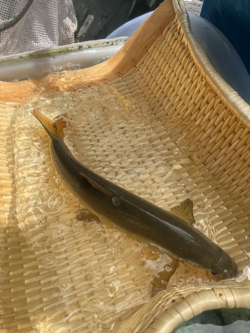 岷縣龍魚有哪些品種？，關于岷縣龍魚的認識