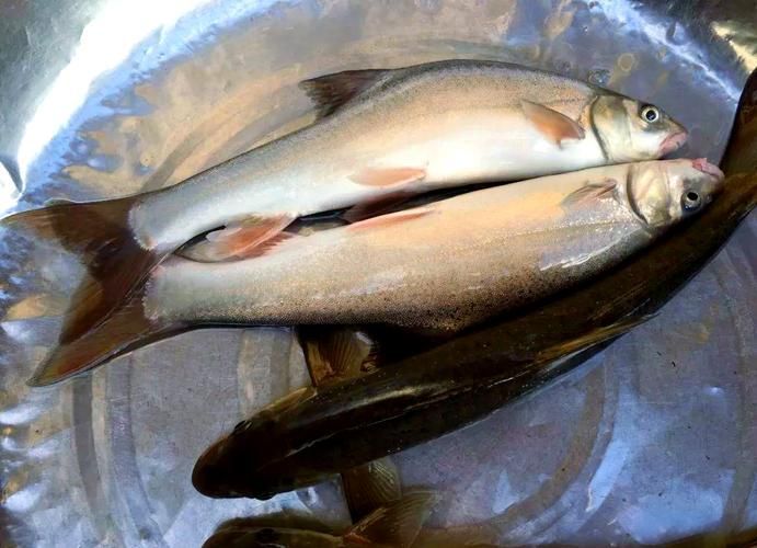 岷縣龍魚有哪些品種？，關于岷縣龍魚的認識