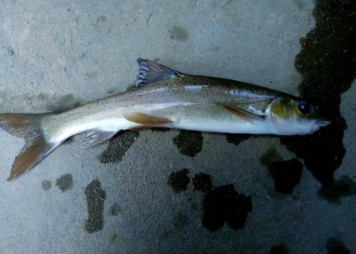 岷縣龍魚有哪些品種？，關于岷縣龍魚的認識