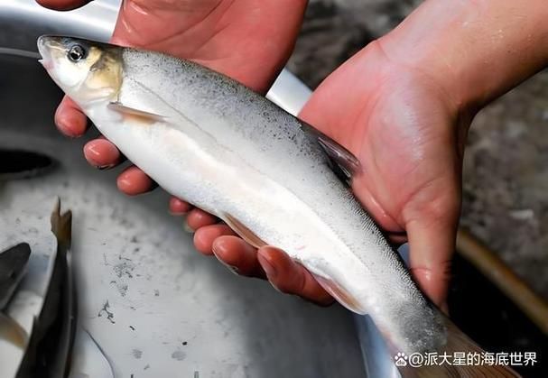 岷縣龍魚有哪些品種？，關于岷縣龍魚的認識