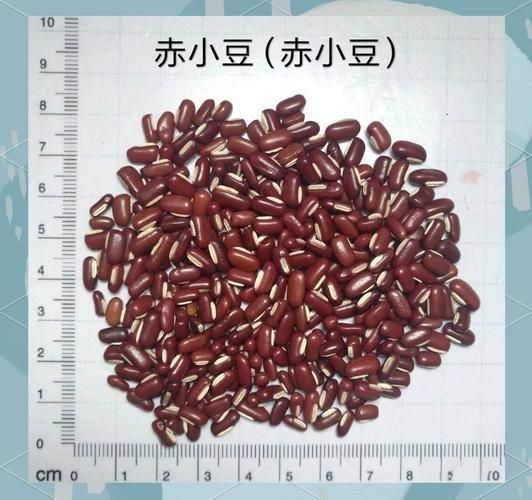 赤小豆和龍魚哪個更有營養(yǎng)？，赤小豆和龍魚哪個更有營養(yǎng)