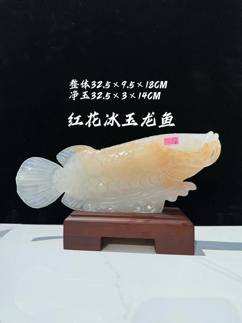 給我幾張不同尺寸的招財龍魚圖片，不同尺寸的招財龍魚圖片
