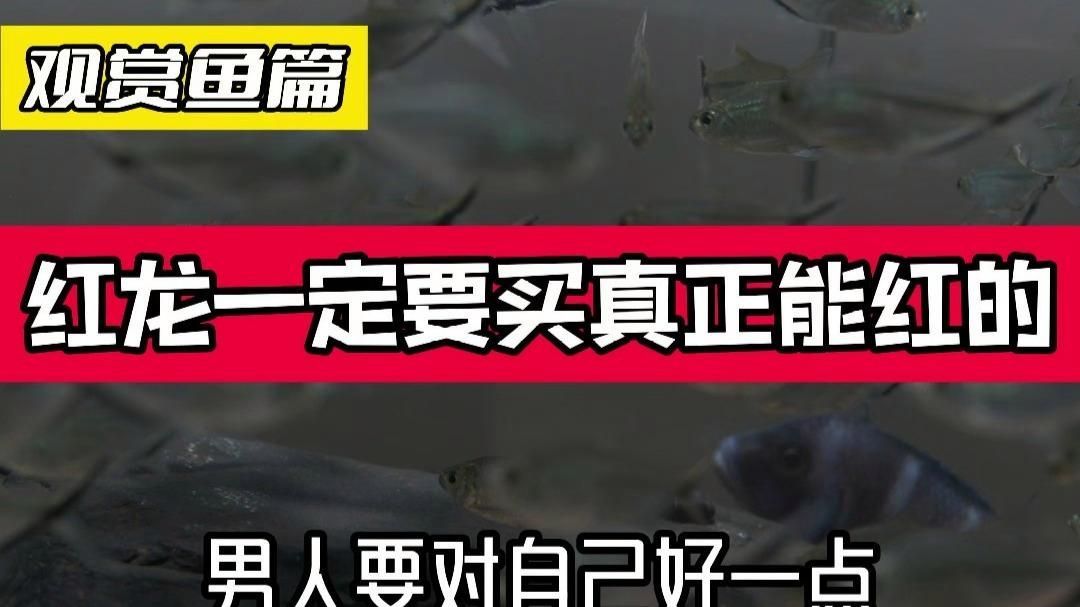 阿城龍魚有哪些品種，紅龍魚怎么養