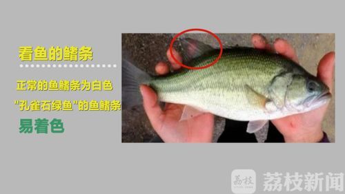 哪些藥物對特定魚種不安全，哪些藥物對特定魚種不安全思考完成（1000字并配圖）