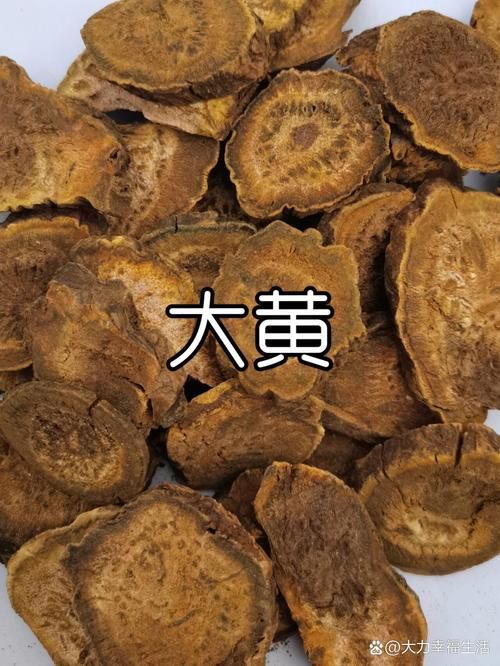 哪些中藥可以有效治療龍魚鰓寄？，哪些中藥可以有效治療龍魚
