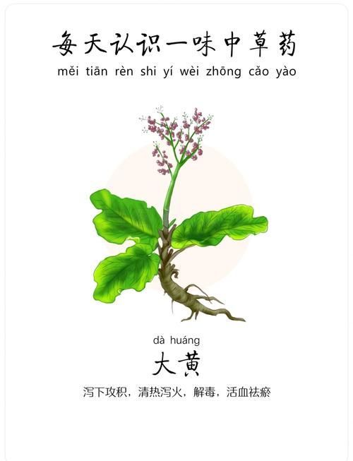 哪些中藥可以有效治療龍魚鰓寄？，哪些中藥可以有效治療龍魚