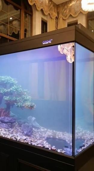 給我推薦幾款彩鰈(CADE)龍魚缸