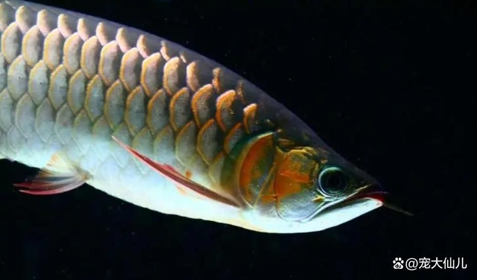 龍魚抽嘴后應(yīng)該如何護理？，關(guān)于龍魚抽嘴的護理