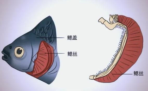 如何預(yù)防魚類浮頭，arxiv論文助手預(yù)防魚類浮頭思考完成arxiv論文助手