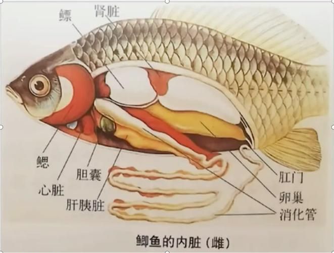 如何判斷魚是否感染了面條蟲，如何判斷魚感染了面條蟲