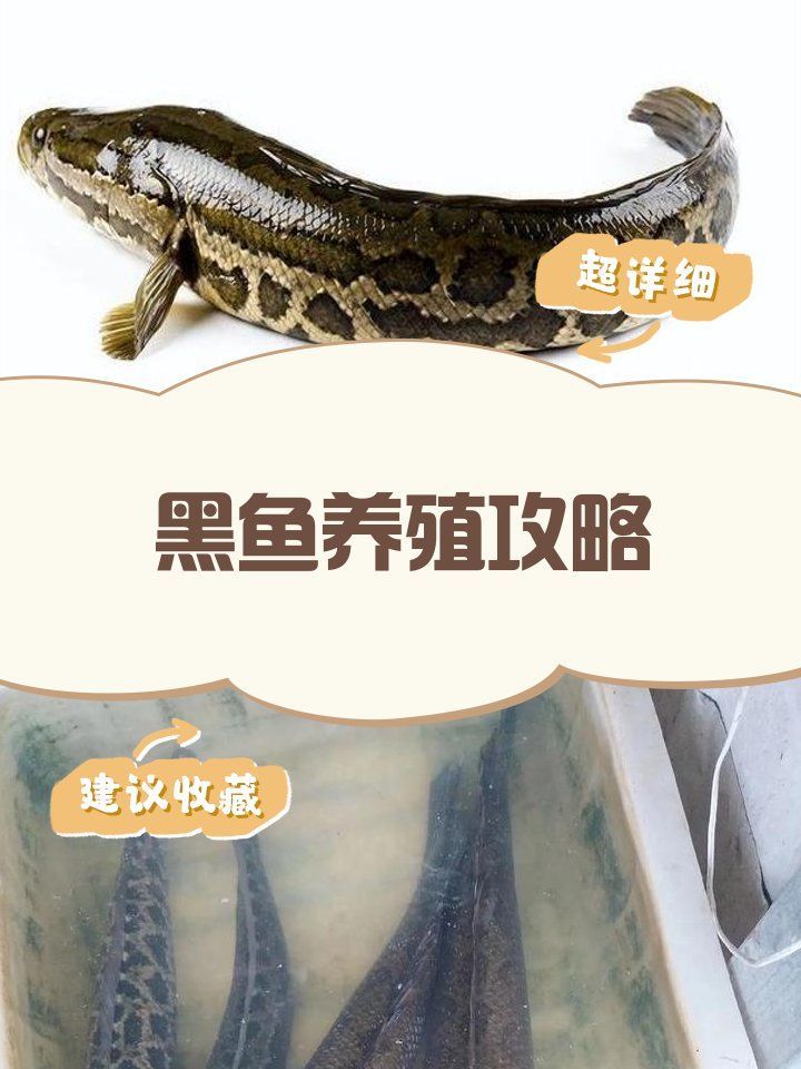 黑魚養(yǎng)殖需要多大的池塘