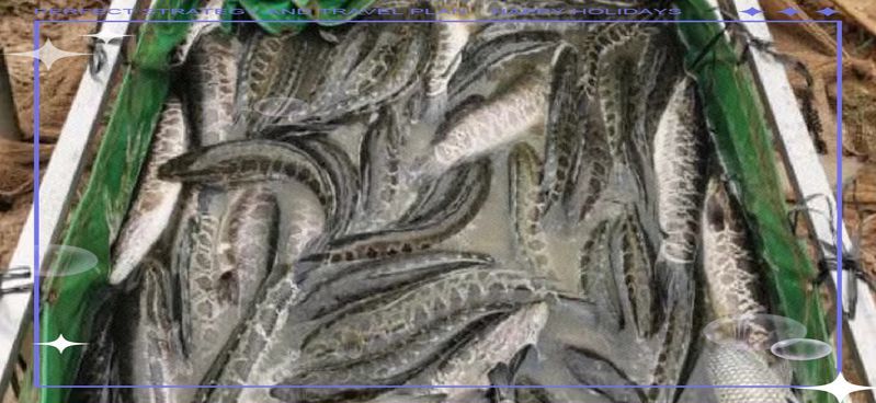 黑魚養(yǎng)殖需要多大的池塘